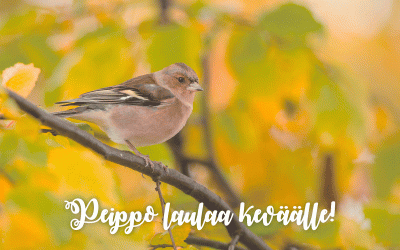 Kevättä ilmassa!