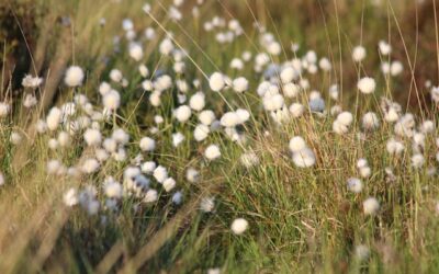 Kiitos vuodesta 2025